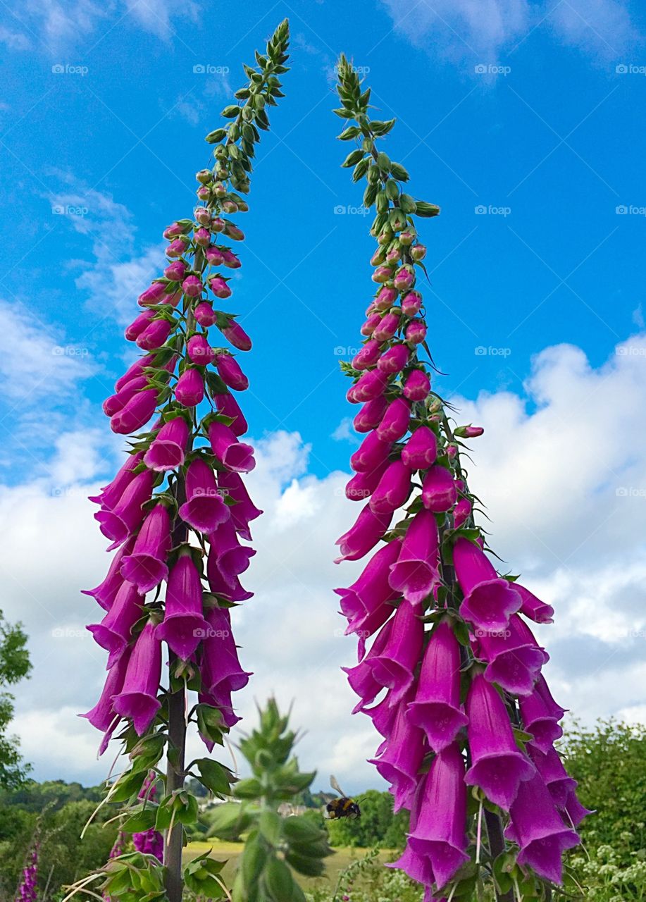 Foxgloves Blooming Against The Sky