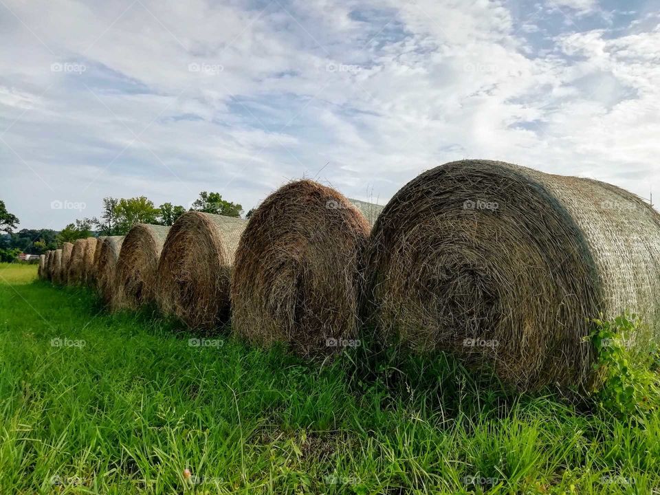 Round hay bales