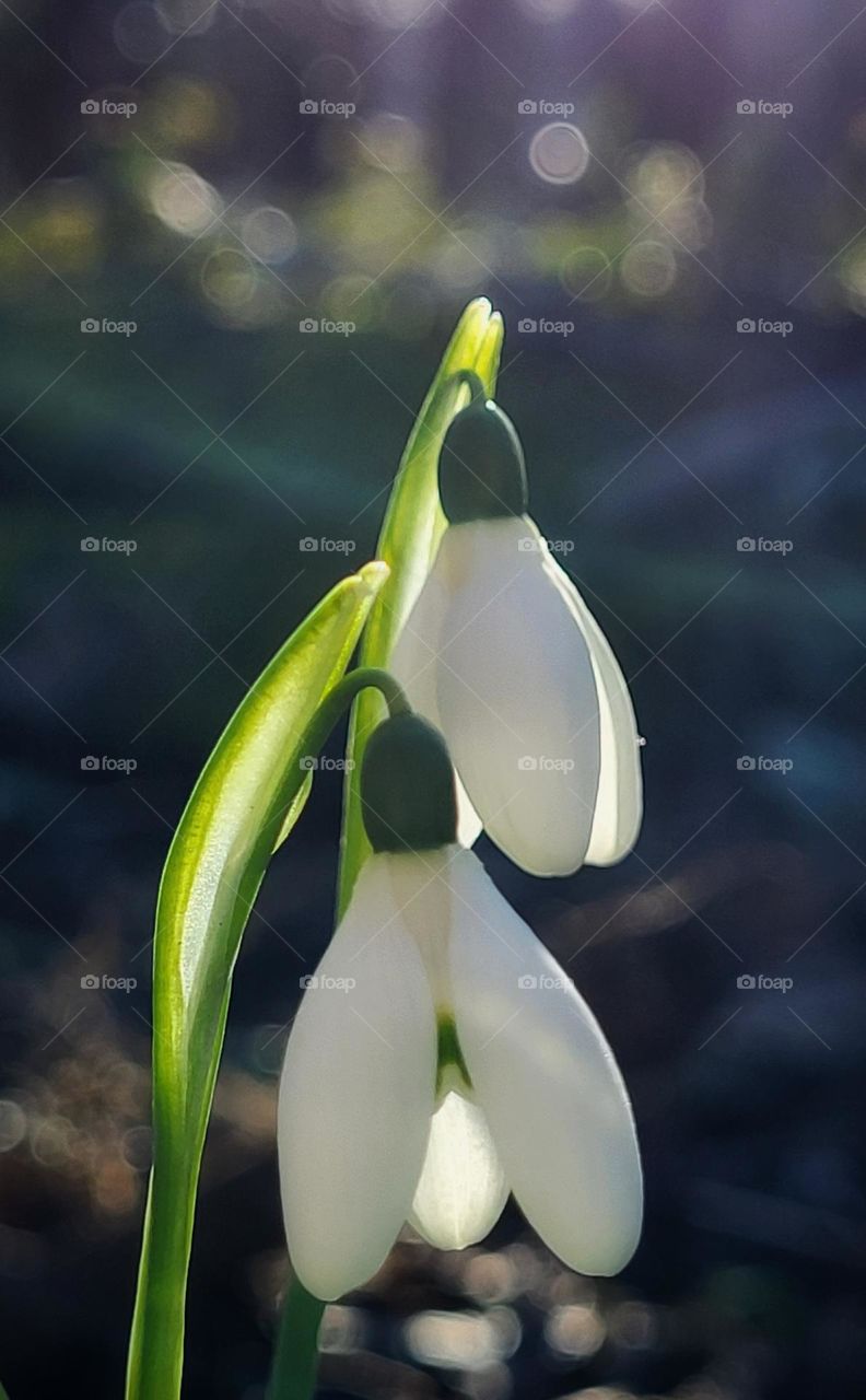 Snowdrops in januari, the first flowers of the season