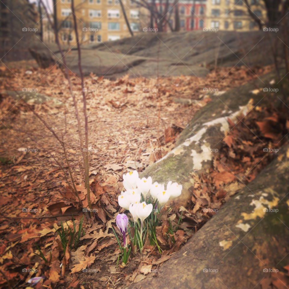 First sign of spring with flowers blooming