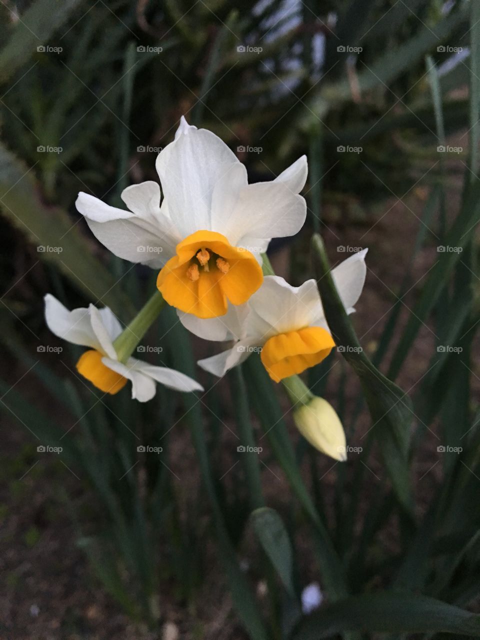 Daffodils 