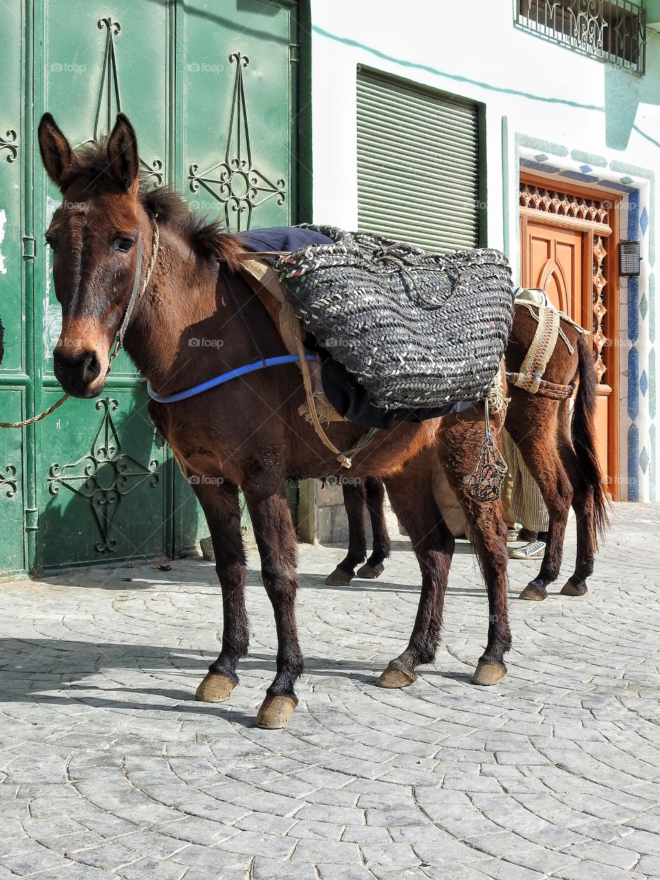 Mule all loaded up