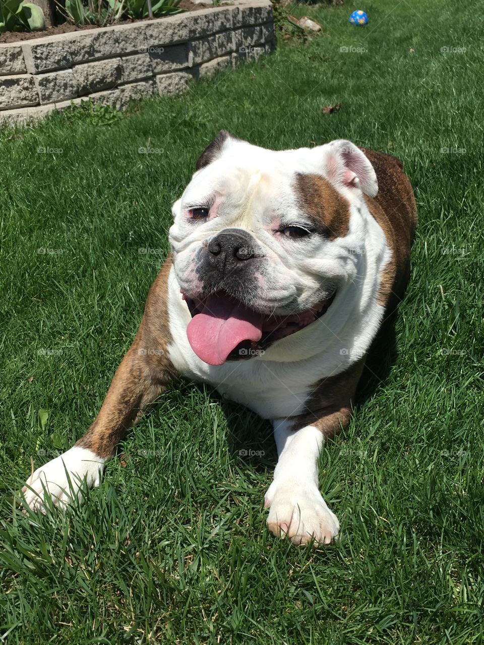 Happy sunny bulldog