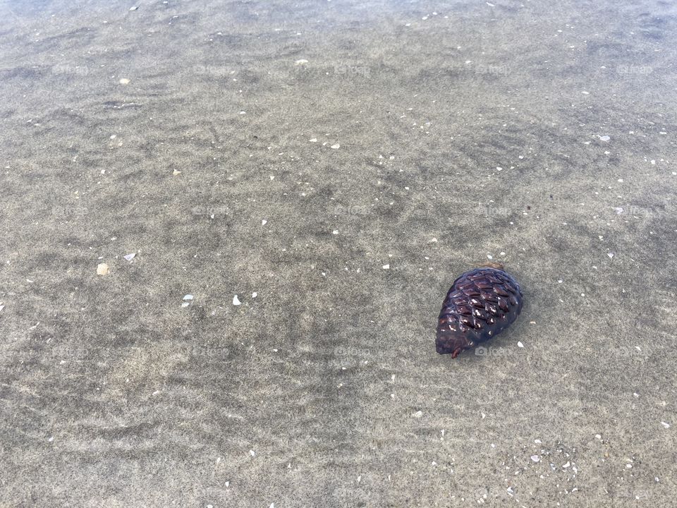 Paddling pinecone 