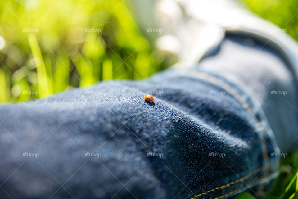 Ladybug on jeans