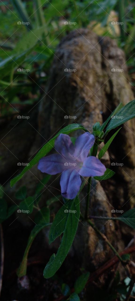 naturelove, beautiful, flowers, purple, green, drak background