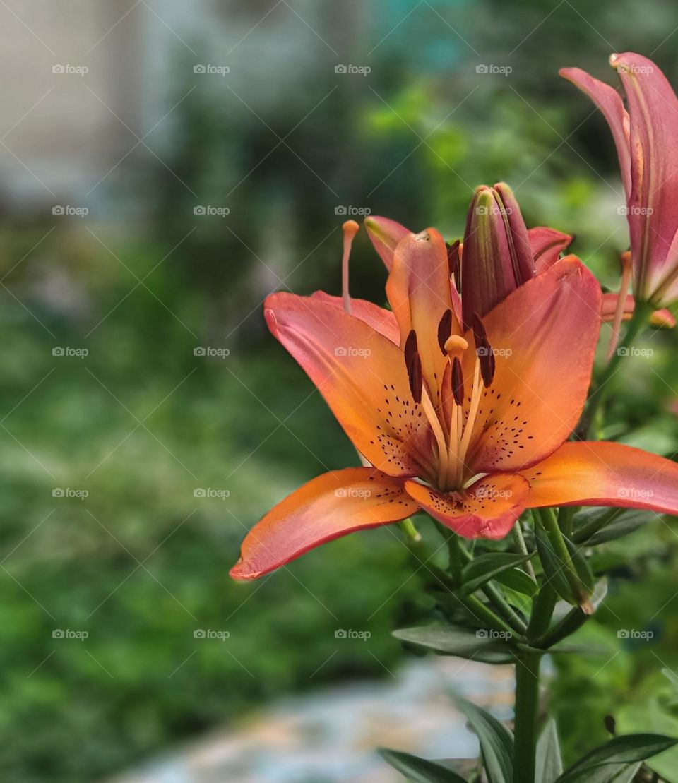 Orange lily in the garden