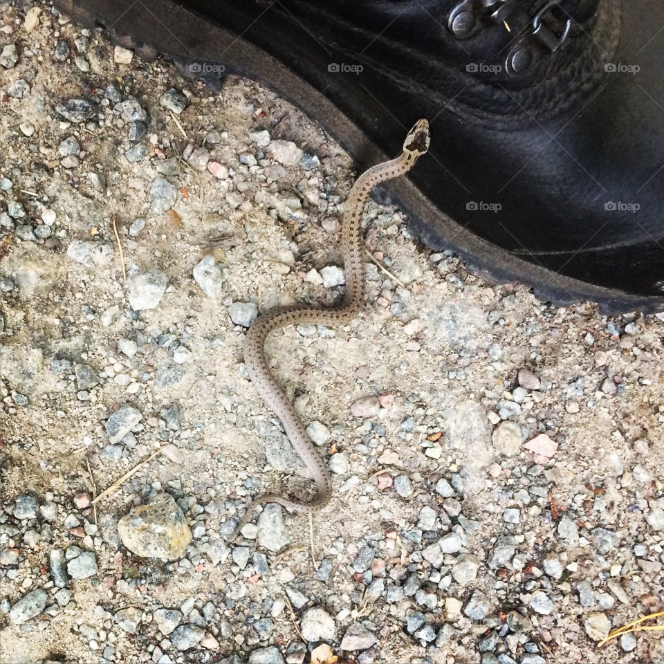 Snake on boot