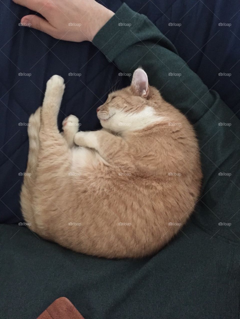 Sleeping cat