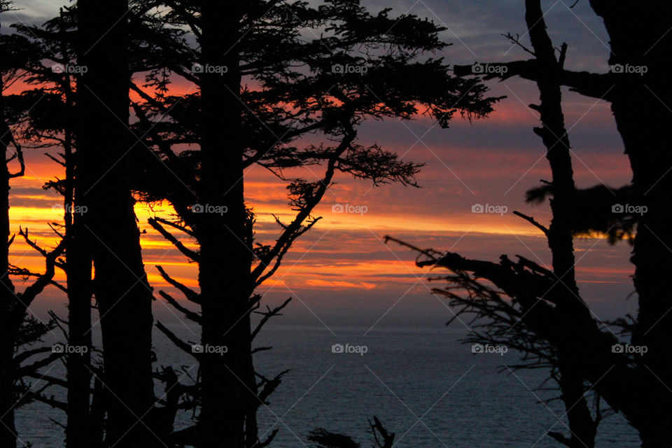 Silhouette of a trees