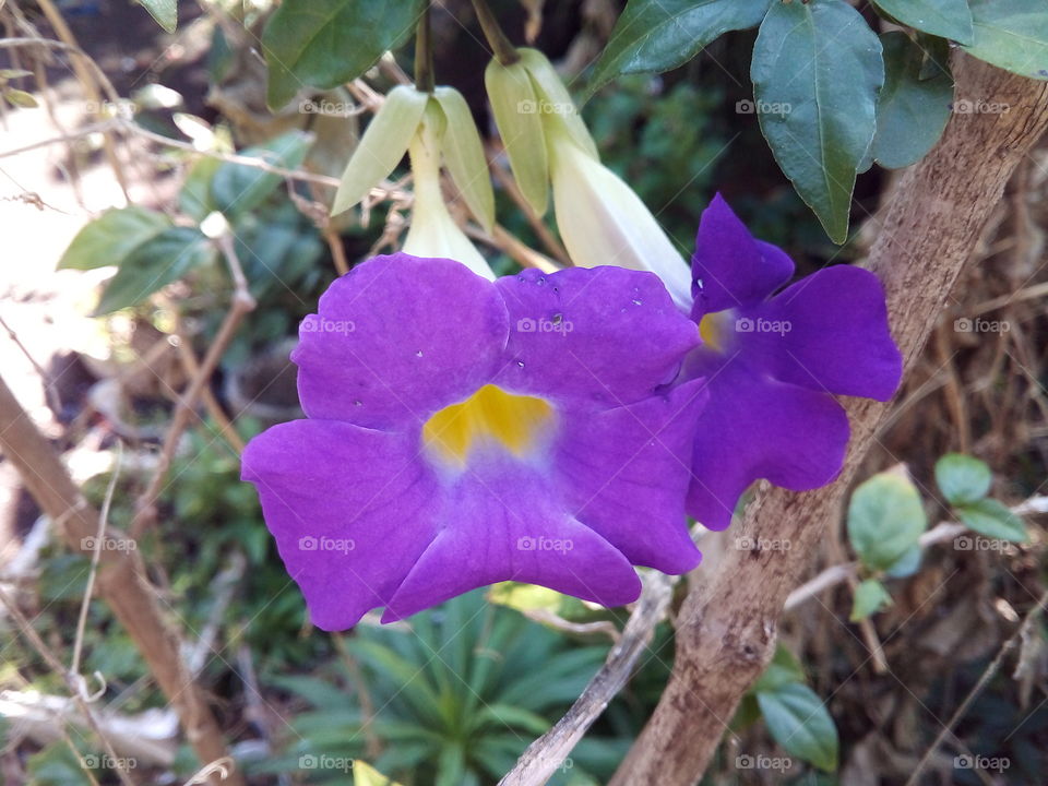 🌺 uma flor violeta no meu quintal flower 🌺
