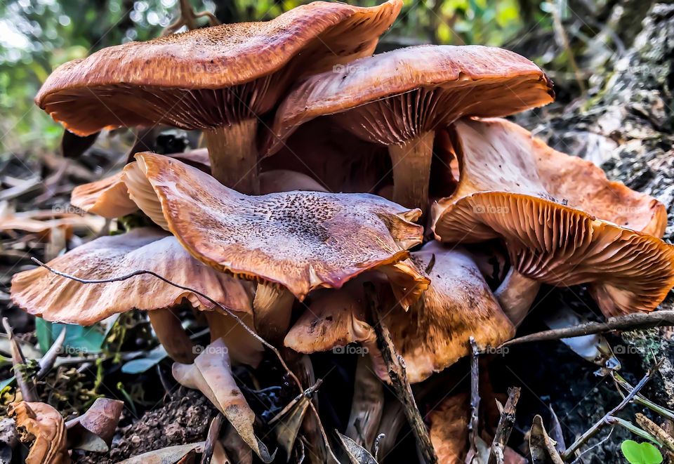 Physalacriaceae fungi growing in the autumn woods