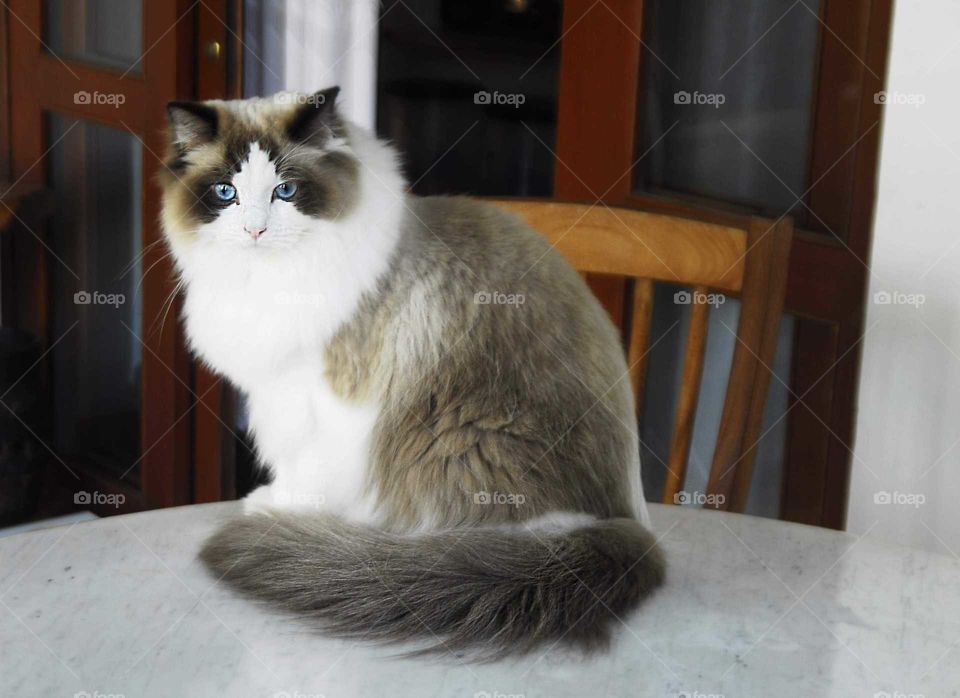 A special and lovely white and gray cat