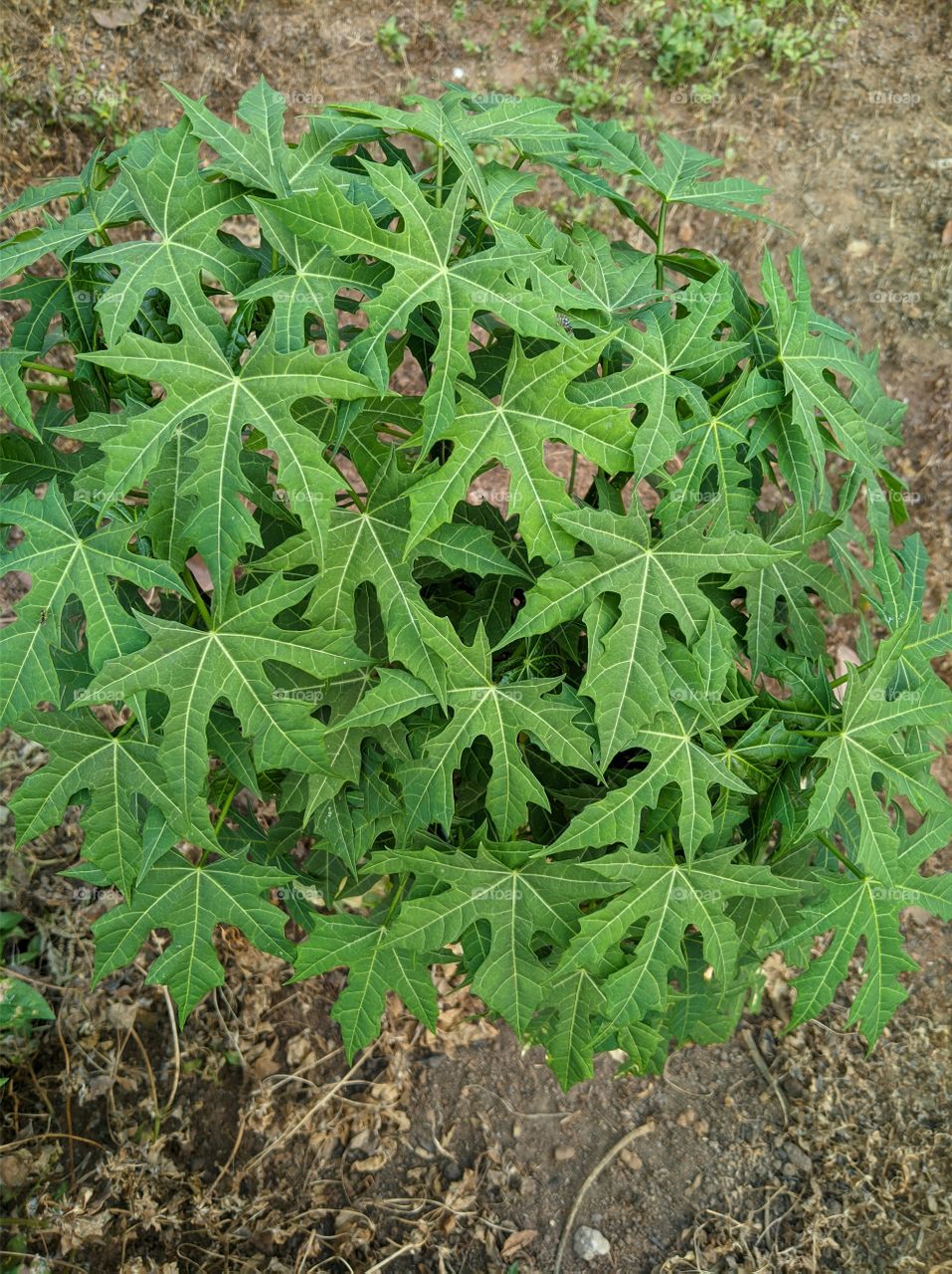 cassava leaves