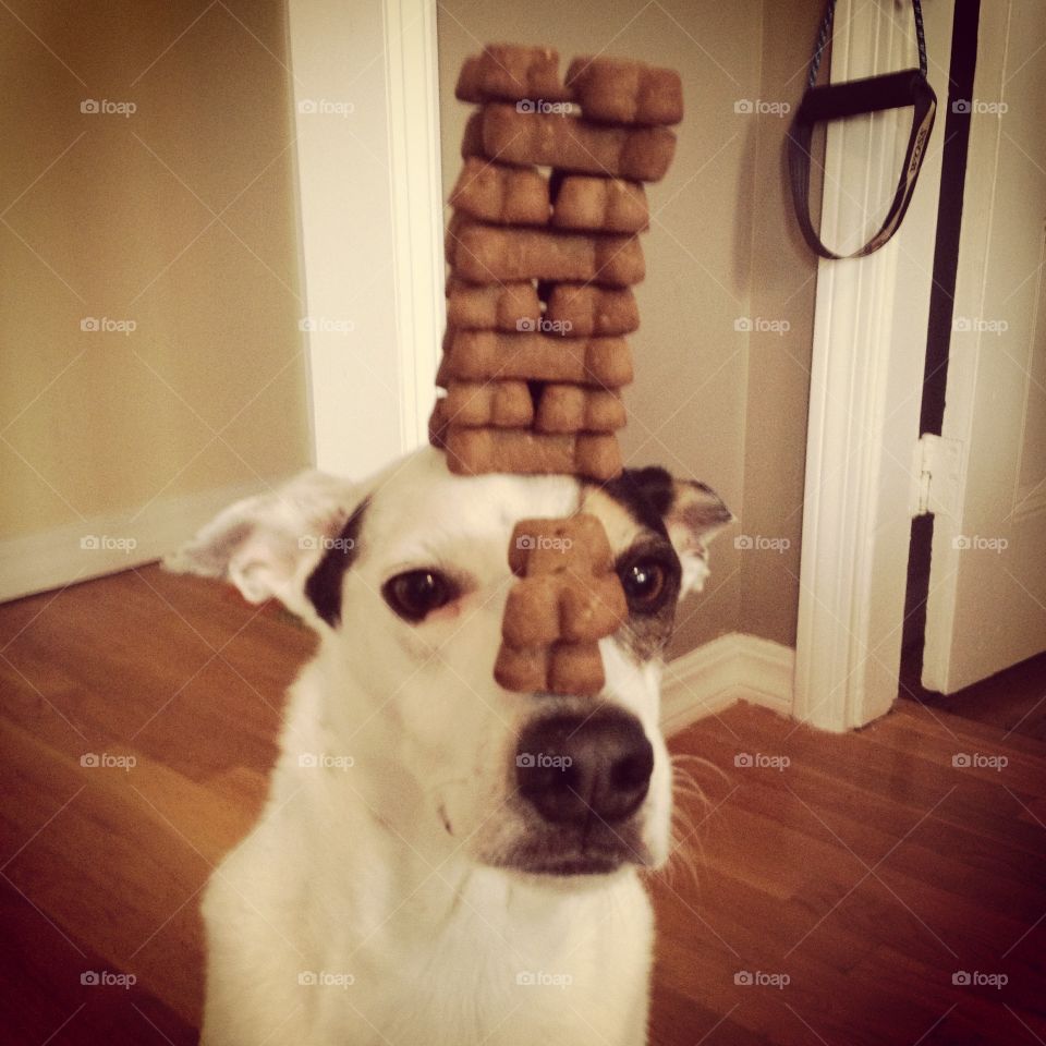 Balancing treats. Cute dog balancing lots of treats on his head