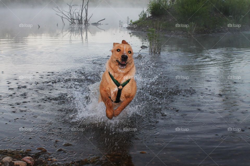 Excited dog running through lake 