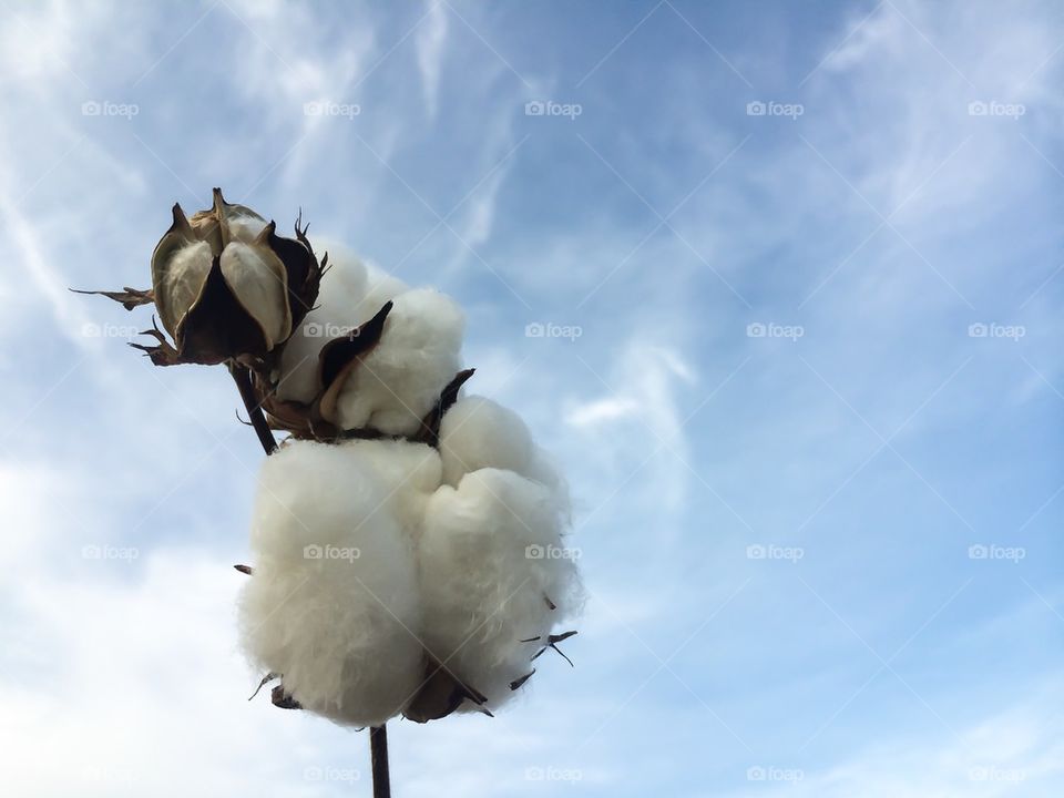 blue skies and cotton stalks 