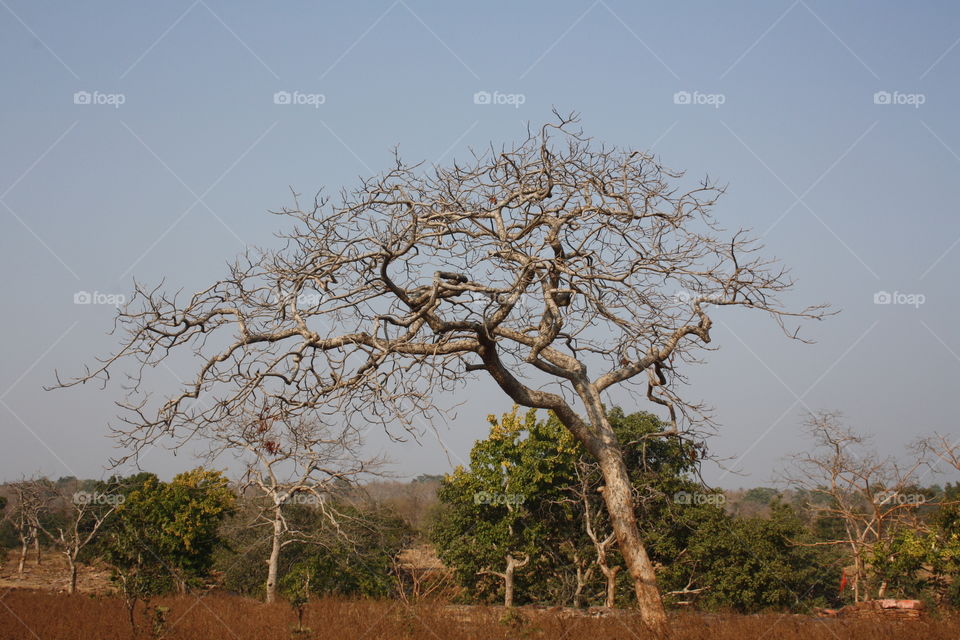 Tree, Landscape, No Person, Nature, Outdoors