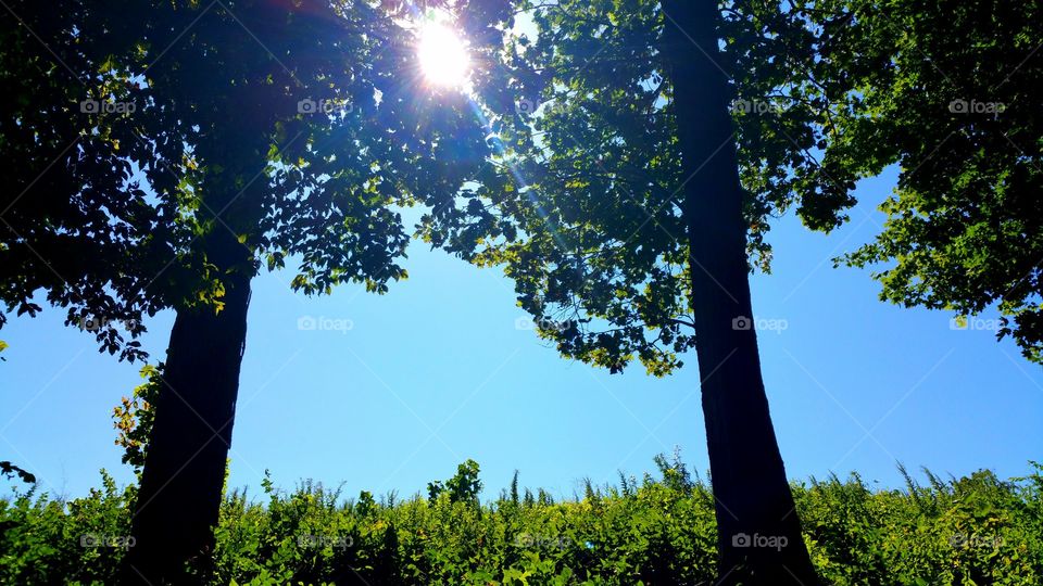 Sunlit Trees. Sunny Day