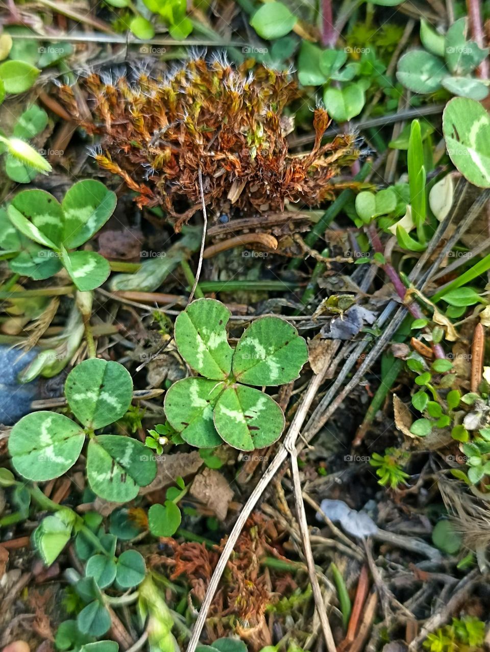 Four-leaf clover