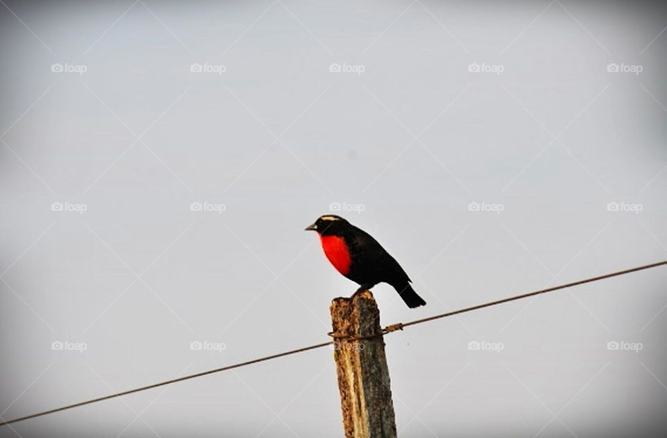 Peito vermelho