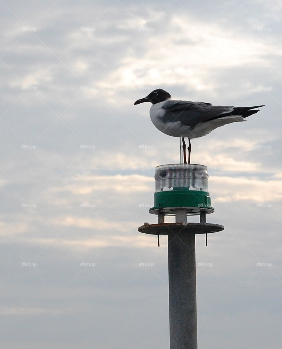 Seagull watching sunset 