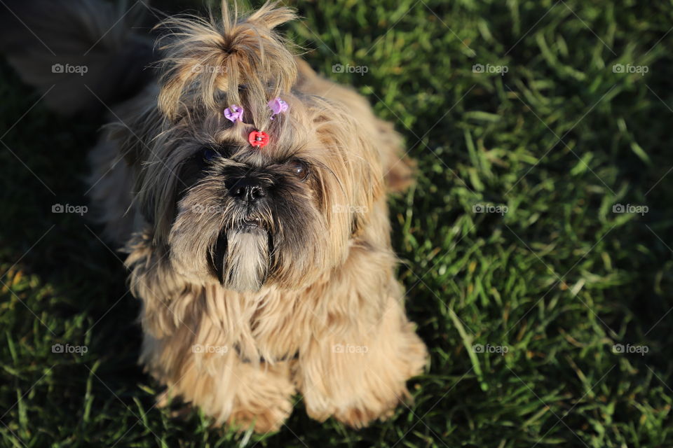 Cute furry doggy with fancy hairdo  sitting on a green grass 