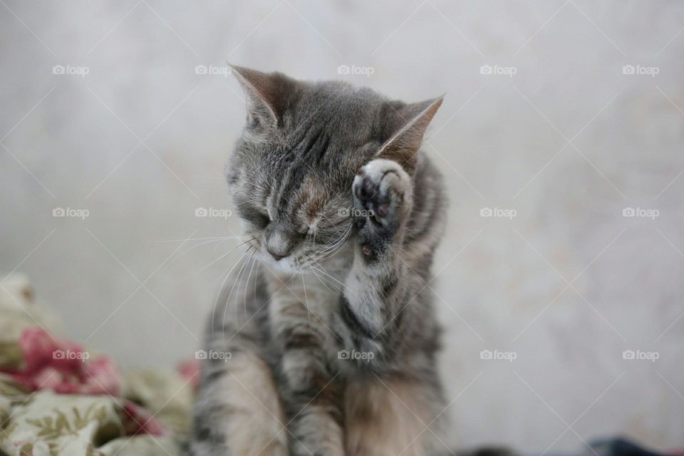 Scottish cat washes