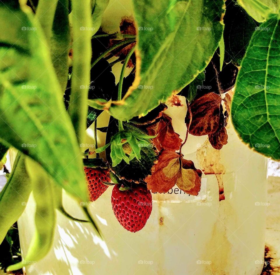 Aquaponic Strawberries
