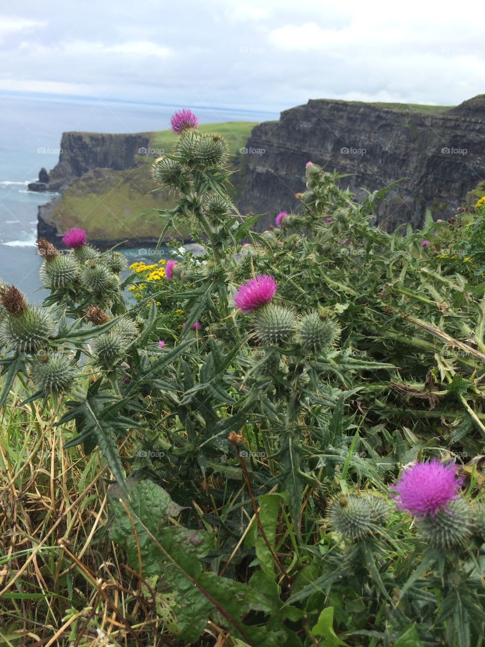 Cliffs of Moher