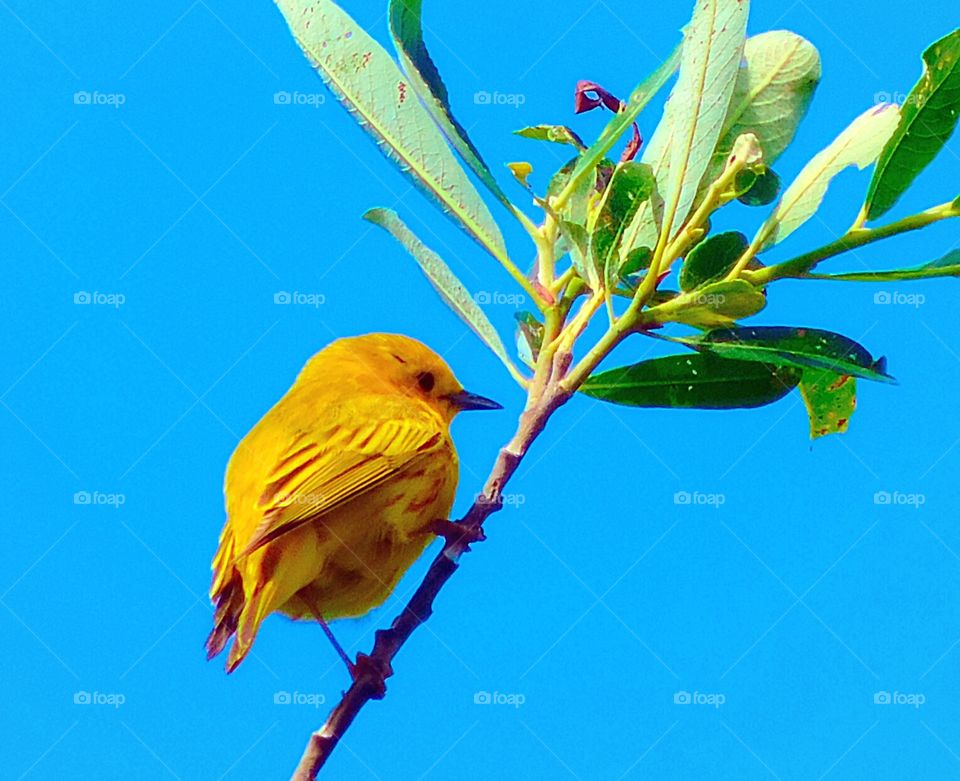 Yellow Warbler