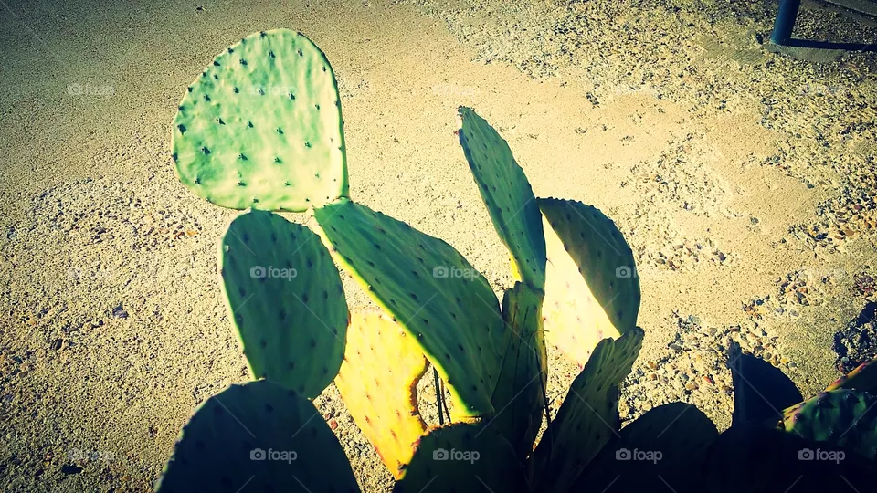 Cactus