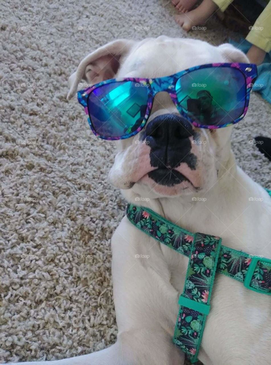 Sweet pea the deaf white boxer groovy dog with her stunna shades on too cool for you puppy swag in your face 