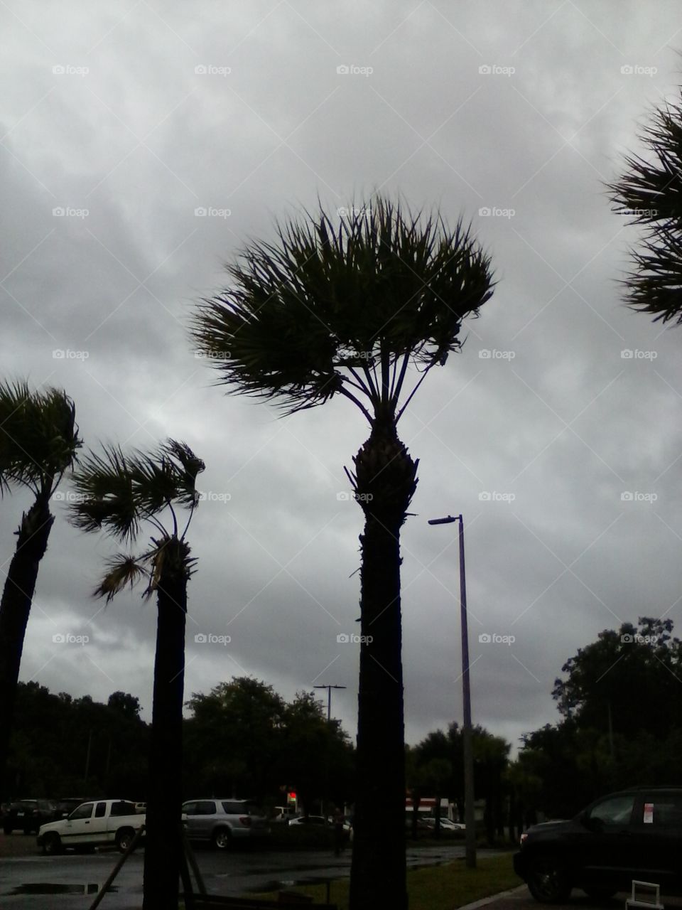 palms in the hurricane