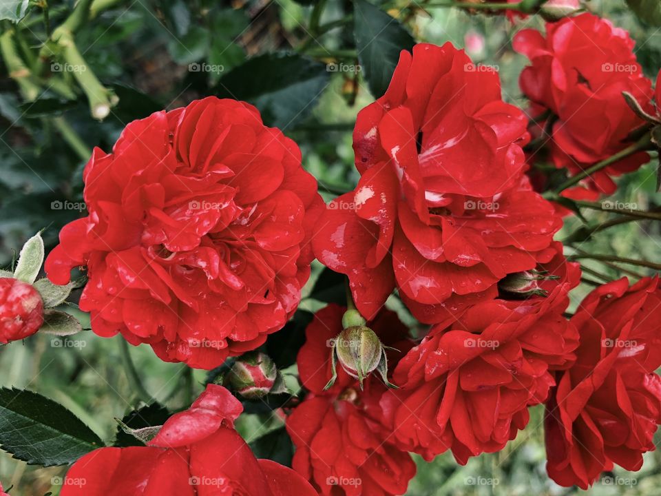 Closeup of beauty red roses