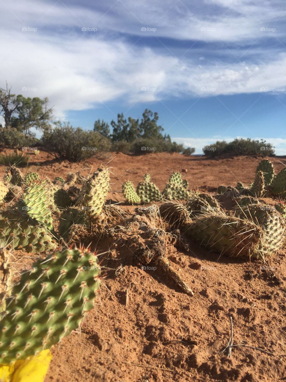 Moab Utah cactus 