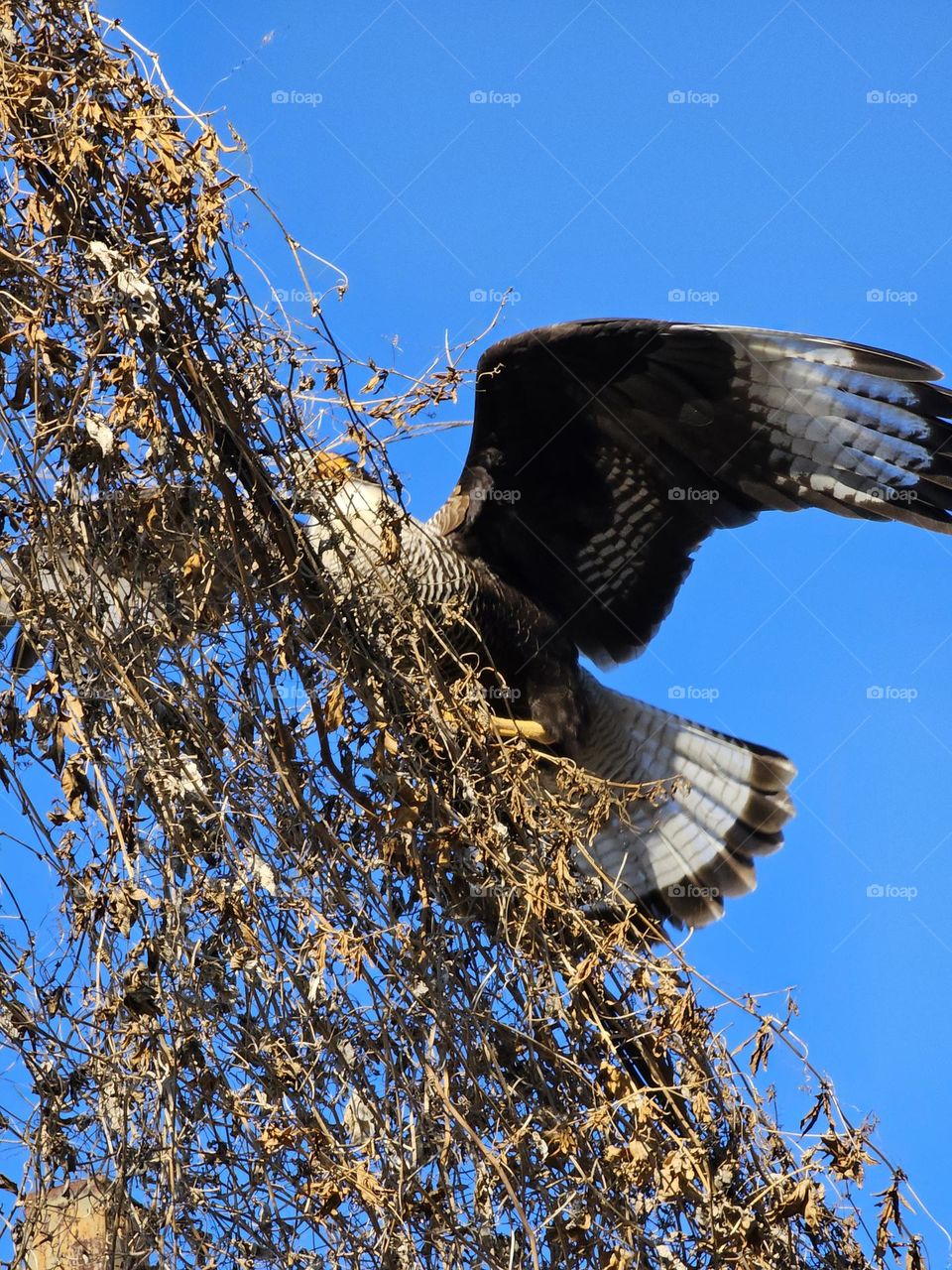 While the Crested Caracara is looking for the perfect vine to pull