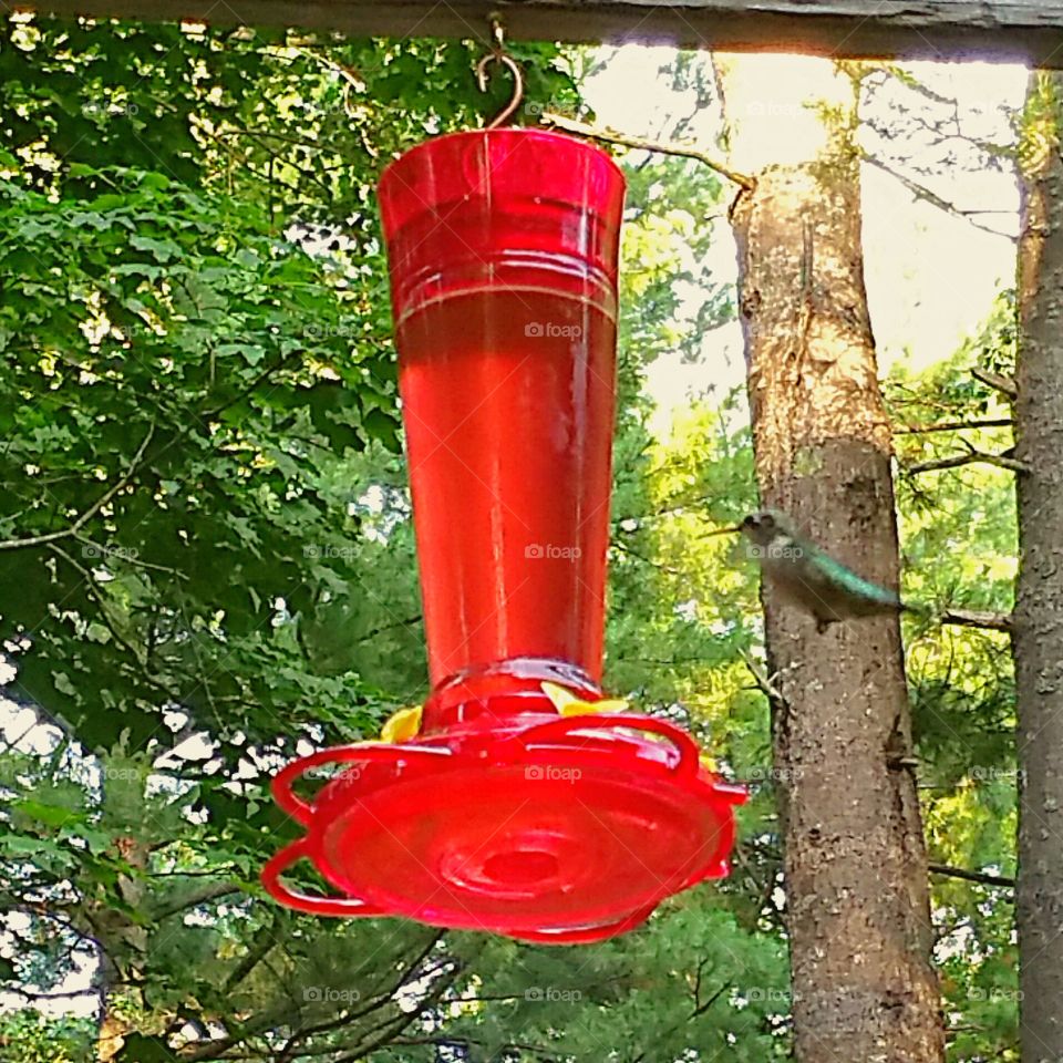 Humming Bird