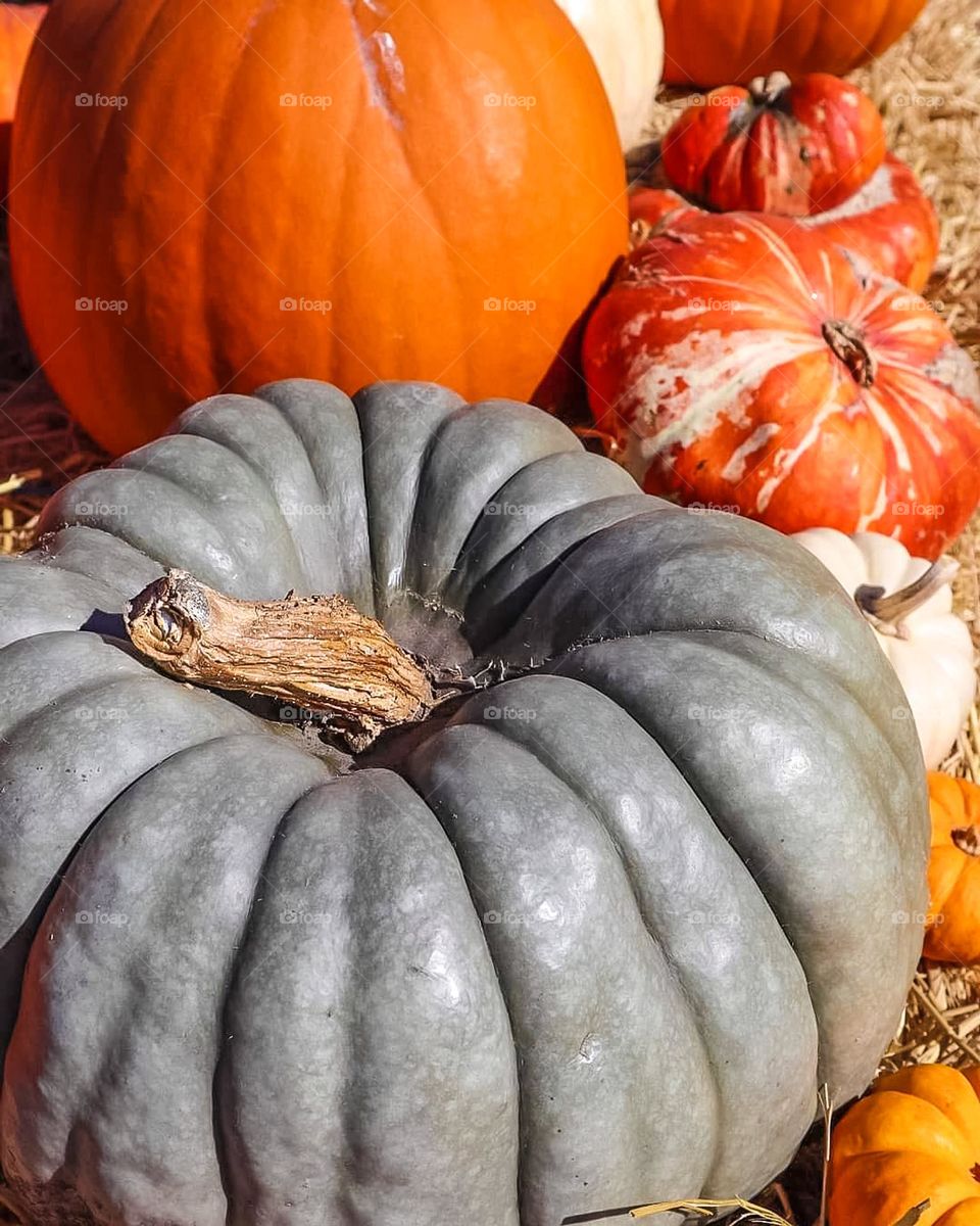 Bunch of beautiful pumpkins in the pumpkin patch on the pumpkin farm waiting to be chosen by families to continue their tradition of pumpkin carving.