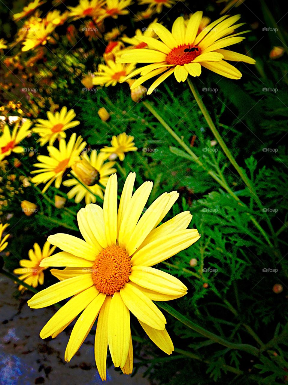 Close-up of a margarita
