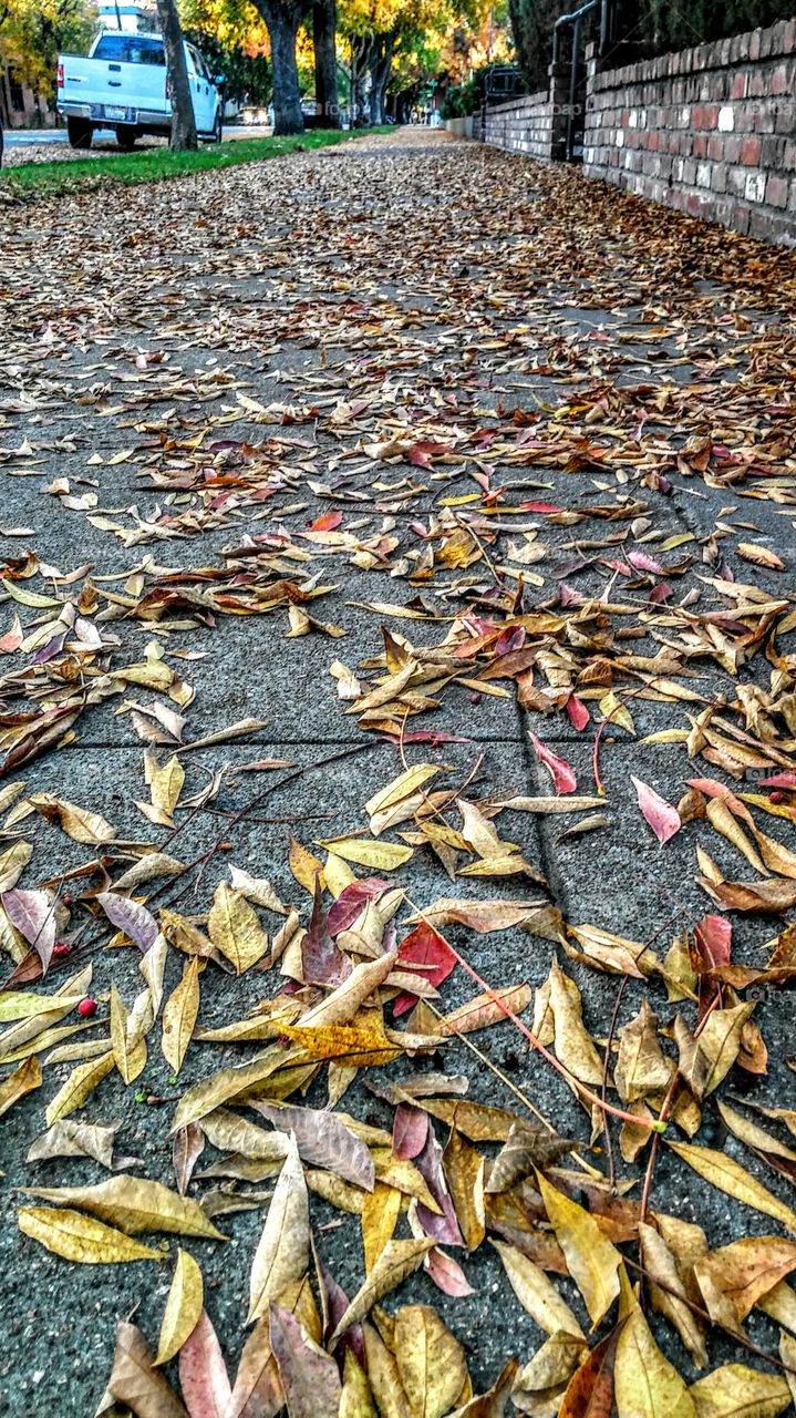 fallen leaves