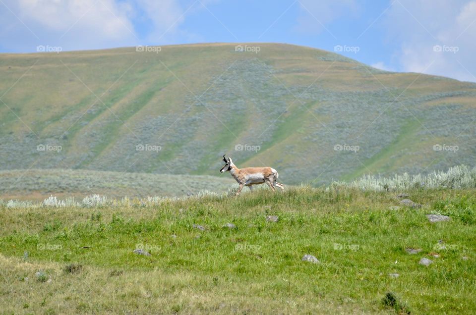 An antelope walking on a hilltop in Lamar Valley 