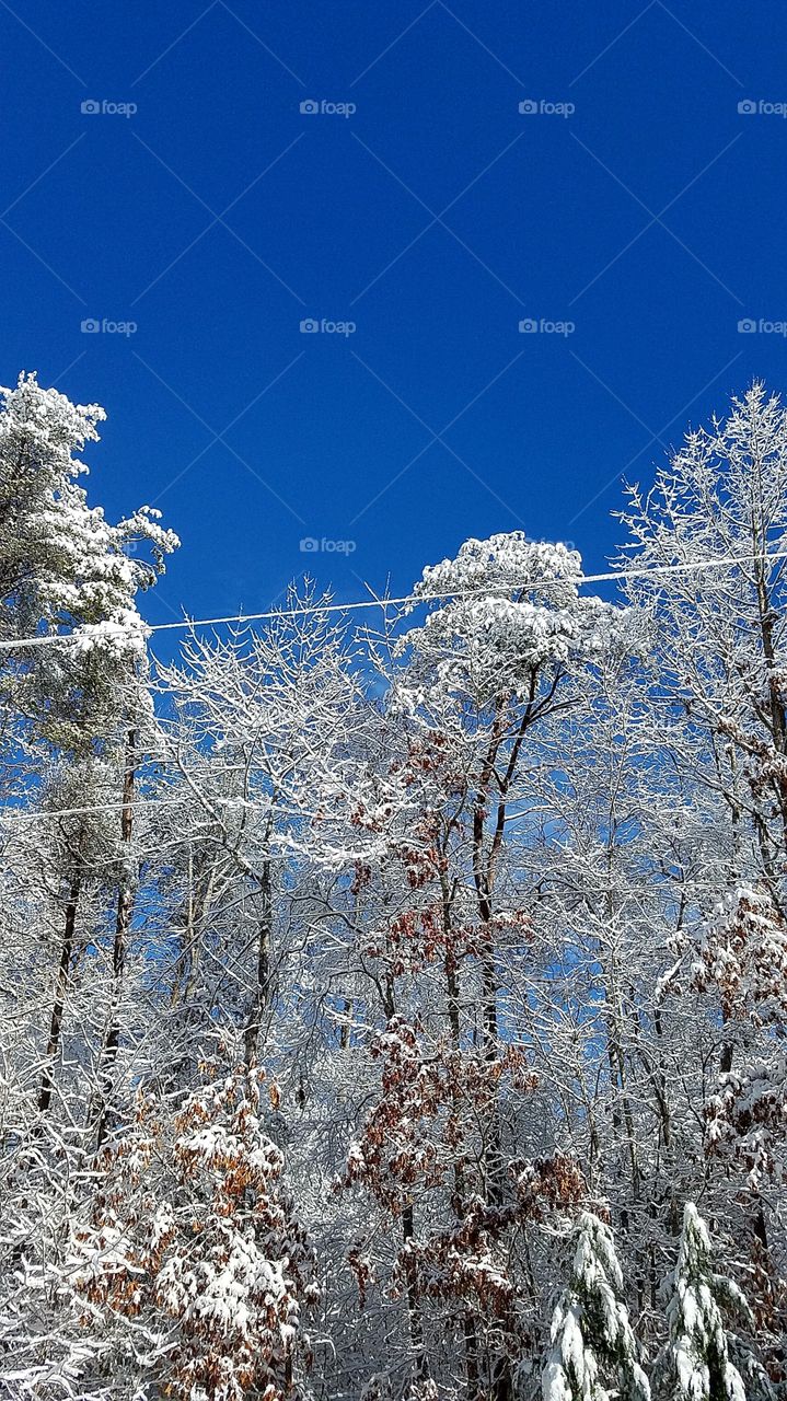 BLUE sky, snowy trees