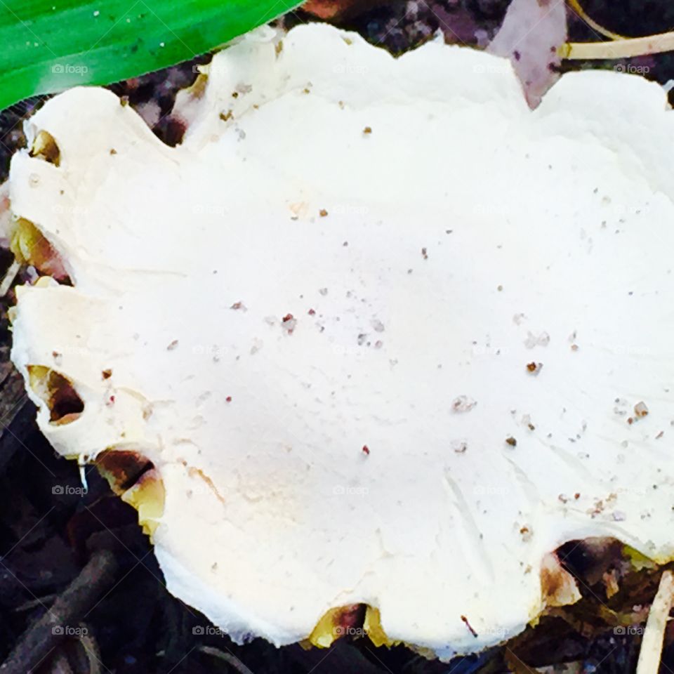 white fungus. white fungus