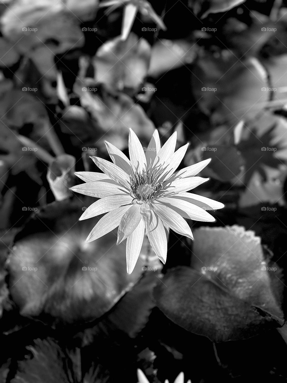 BLACK AND WHITE LILLY
