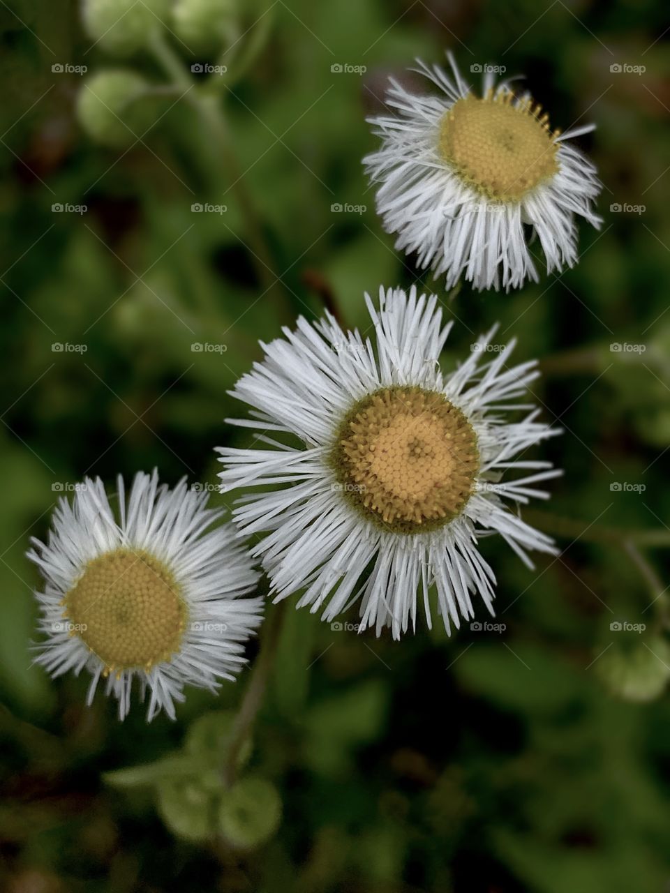 Yellow and white 