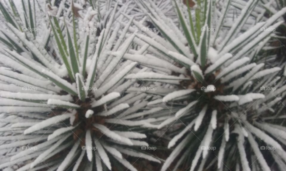 Yucca in the snow