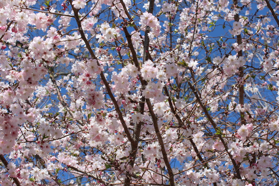 Pale pink cherry blossoms against cerulean blue sky in April 