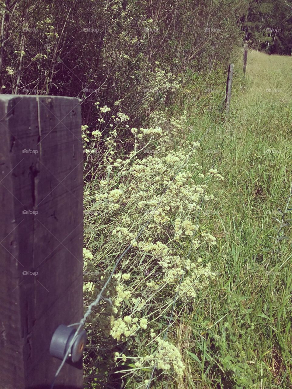 Diminutas flores do campo.