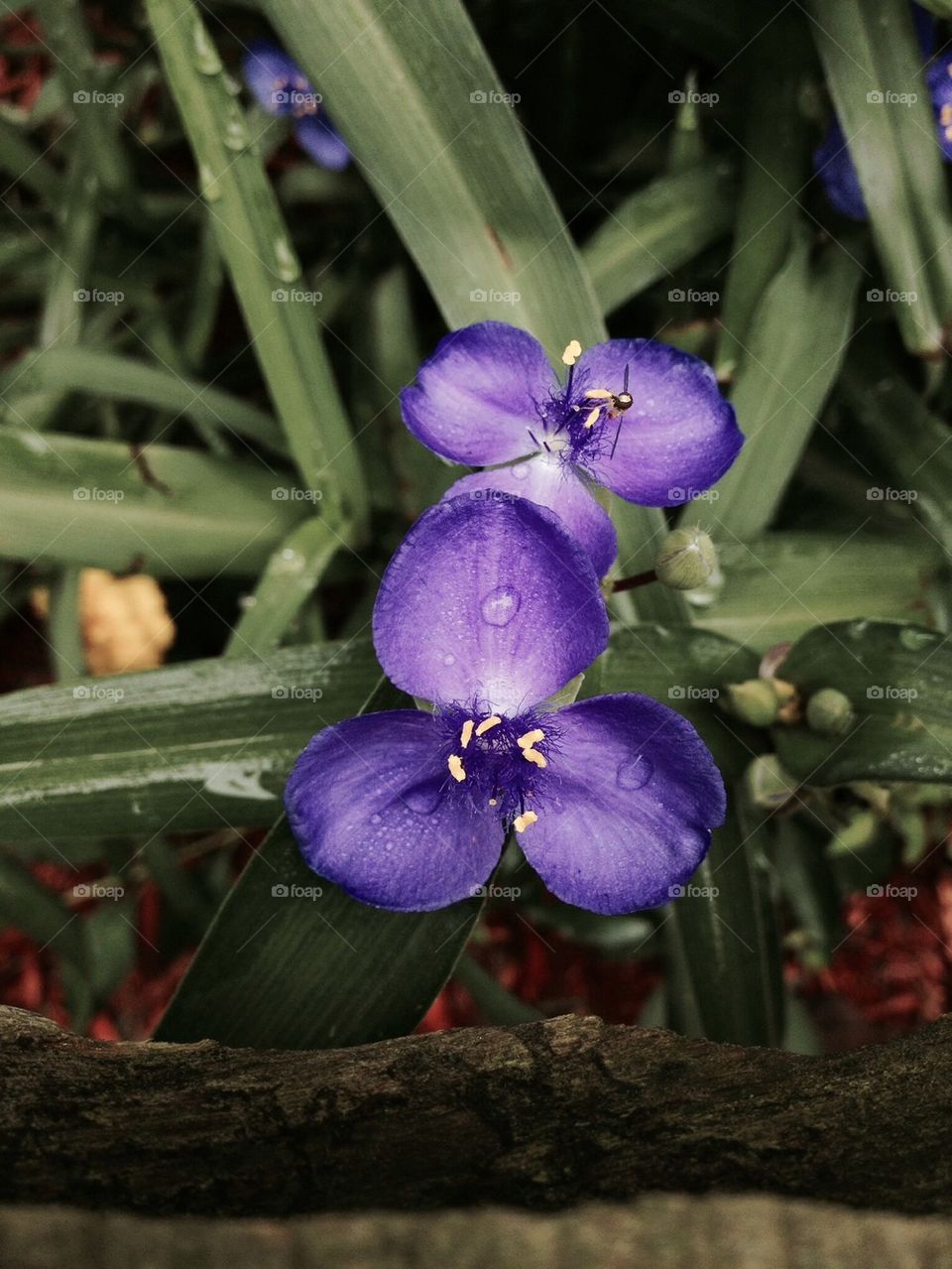 flowers pollen nature flower by jmh